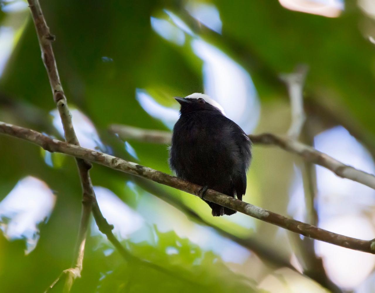 Birding Panama, Bird watching Western Panama, Panama Nature Tour, Tranquilo Bay, Naturalist Journeys, Wildlife Tour, Wildlife Photography, Ecotourism, Specialty Birds, Birding Hotspot