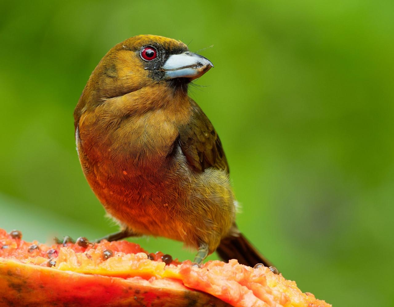 Birding Panama, Bird watching Western Panama, Panama Nature Tour, Tranquilo Bay, Naturalist Journeys, Wildlife Tour, Wildlife Photography, Ecotourism, Specialty Birds, Birding Hotspot