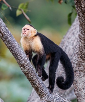 Panamanian White-faced Capuchin, Birding Panama, Bird watching Western Panama, Panama Nature Tour, Tranquilo Bay, Naturalist Journeys, Wildlife Tour, Wildlife Photography, Ecotourism, Specialty Birds, Birding Hotspot