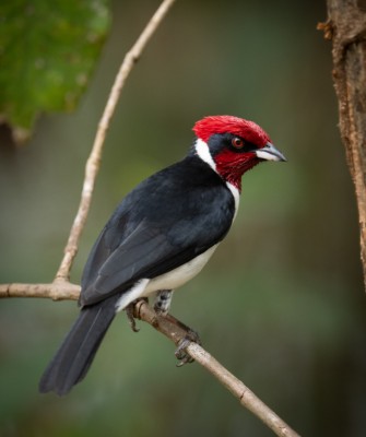 Birding Trinidad & Tobago, Bird watching Trinidad & Tobago, Naturalist Journeys, Wildlife Tour, Wildlife Photography, Ecotourism, Specialty Birds, Birding Hotspot, Asa Wright Nature Center