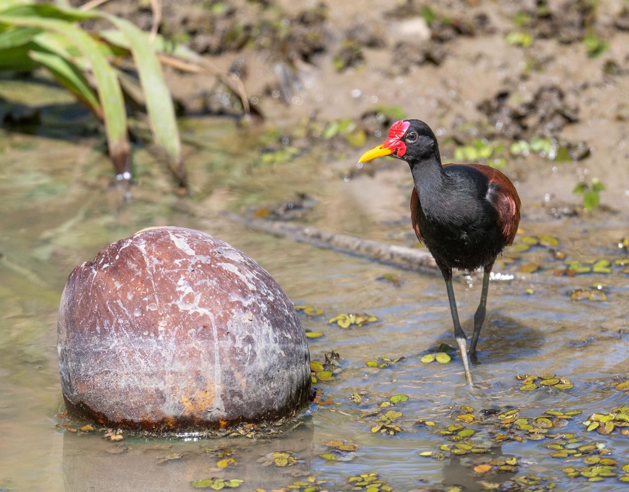 Birding Trinidad & Tobago, Bird watching Trinidad & Tobago, Naturalist Journeys, Wildlife Tour, Wildlife Photography, Ecotourism, Specialty Birds, Birding Hotspot, Asa Wright Nature Center