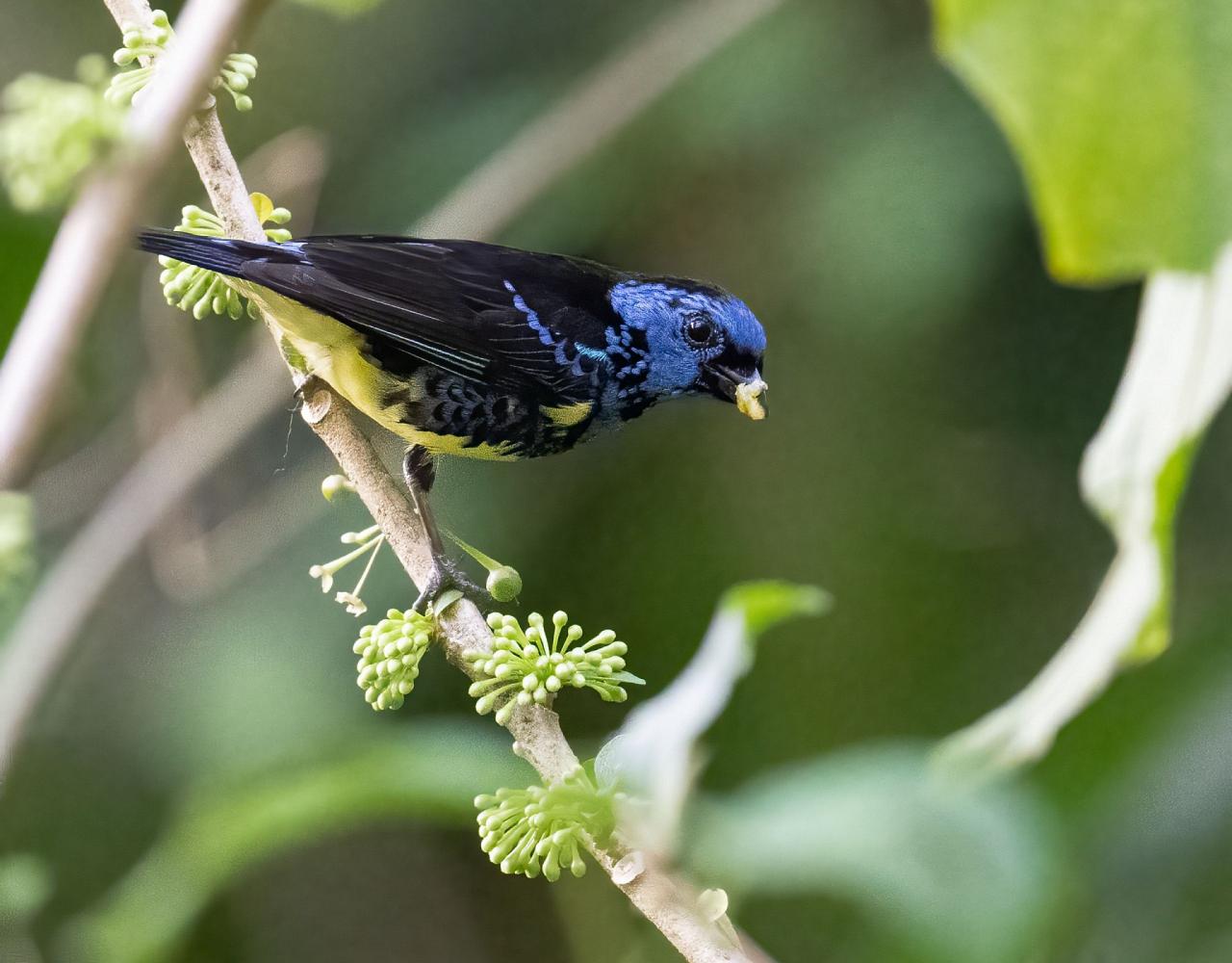 Birding Trinidad & Tobago, Bird watching Trinidad & Tobago, Naturalist Journeys, Wildlife Tour, Wildlife Photography, Ecotourism, Specialty Birds, Birding Hotspot, Asa Wright Nature Center