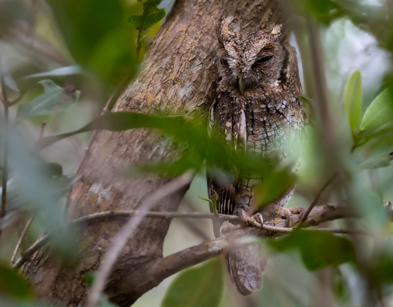 Birding Trinidad & Tobago, Bird watching Trinidad & Tobago, Naturalist Journeys, Wildlife Tour, Wildlife Photography, Ecotourism, Specialty Birds, Birding Hotspot, Asa Wright Nature Center