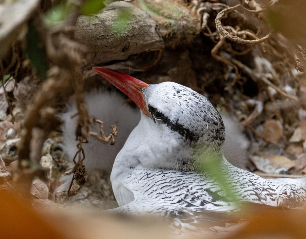 Birding Trinidad & Tobago, Bird watching Trinidad & Tobago, Naturalist Journeys, Wildlife Tour, Wildlife Photography, Ecotourism, Specialty Birds, Birding Hotspot, Asa Wright Nature Center