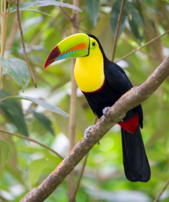 Birding Costa Rica, Costa Rica Nature, Central America, Bird watching Costa Rica, Neotropical Birds, Naturalist Journeys, Wildlife Tour, Wildlife Photography, Ecotourism, Specialty Birds, Birding Hotspot