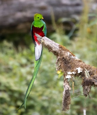 Birding Costa Rica, Costa Rica Nature, Central America, Bird watching Costa Rica, Neotropical Birds, Naturalist Journeys, Wildlife Tour, Wildlife Photography, Ecotourism, Specialty Birds, Birding Hotspot