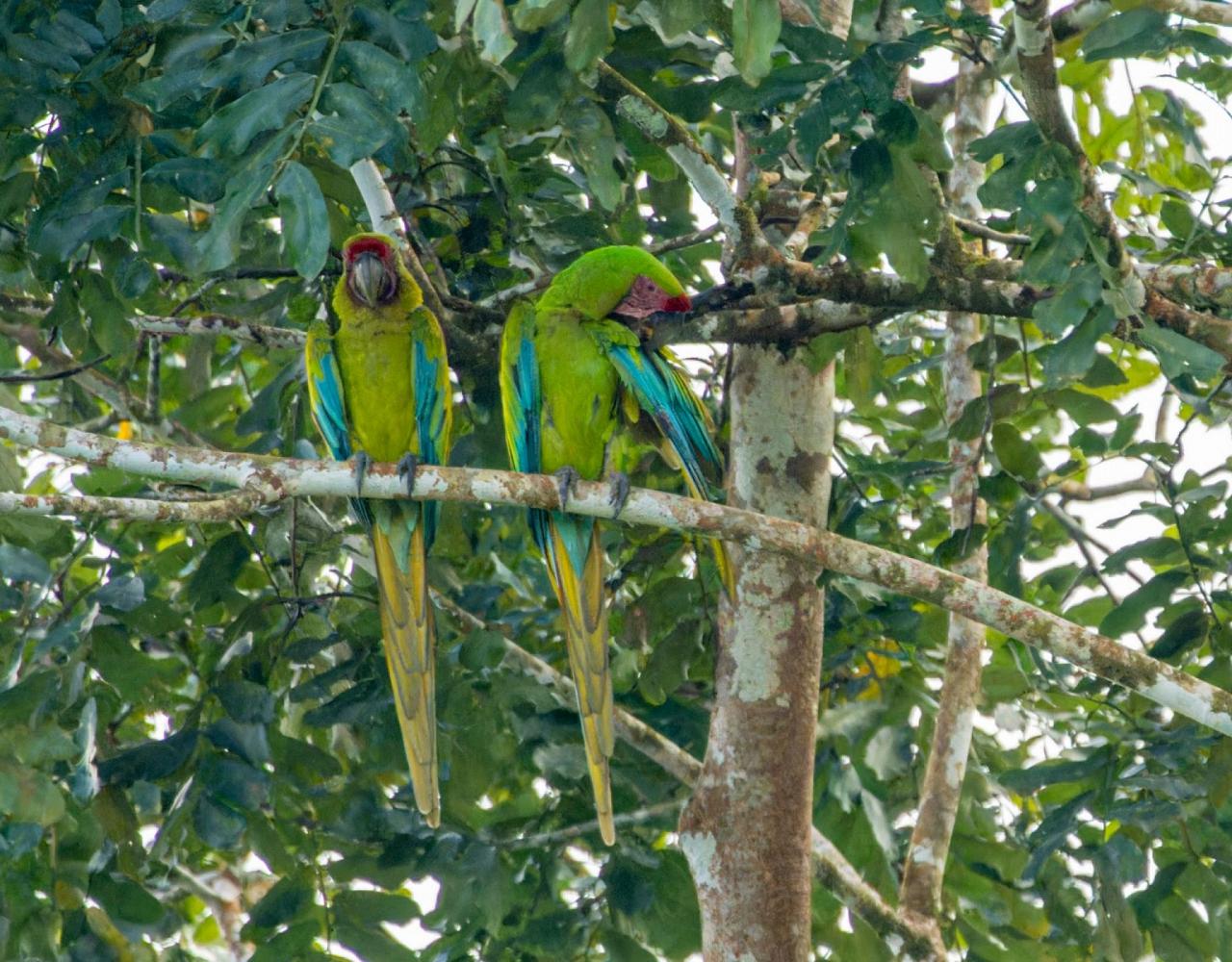 Birding Costa Rica, Costa Rica Nature, Central America, Bird watching Costa Rica, Neotropical Birds, Naturalist Journeys, Wildlife Tour, Wildlife Photography, Ecotourism, Specialty Birds, Birding Hotspot