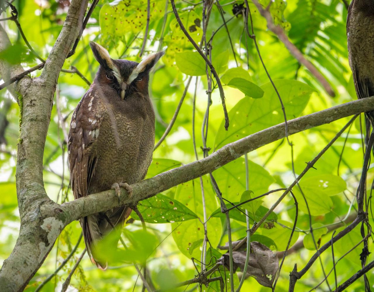 Birding Costa Rica, Costa Rica Nature, Central America, Bird watching Costa Rica, Neotropical Birds, Naturalist Journeys, Wildlife Tour, Wildlife Photography, Ecotourism, Specialty Birds, Birding Hotspot