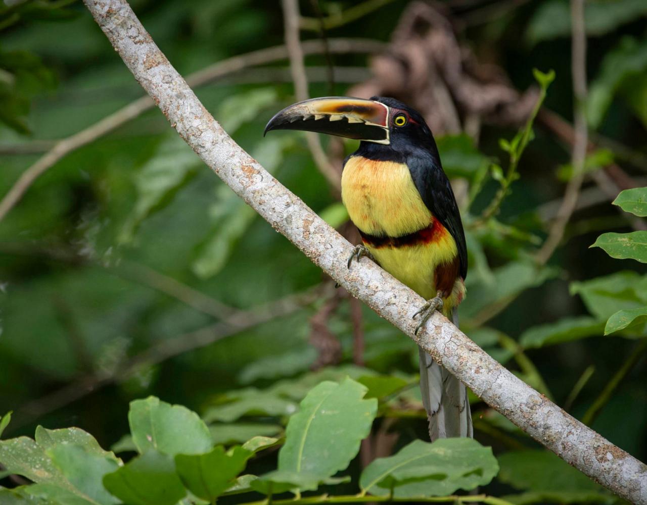 Birding Costa Rica, Costa Rica Nature, Central America, Bird watching Costa Rica, Neotropical Birds, Naturalist Journeys, Wildlife Tour, Wildlife Photography, Ecotourism, Specialty Birds, Birding Hotspot