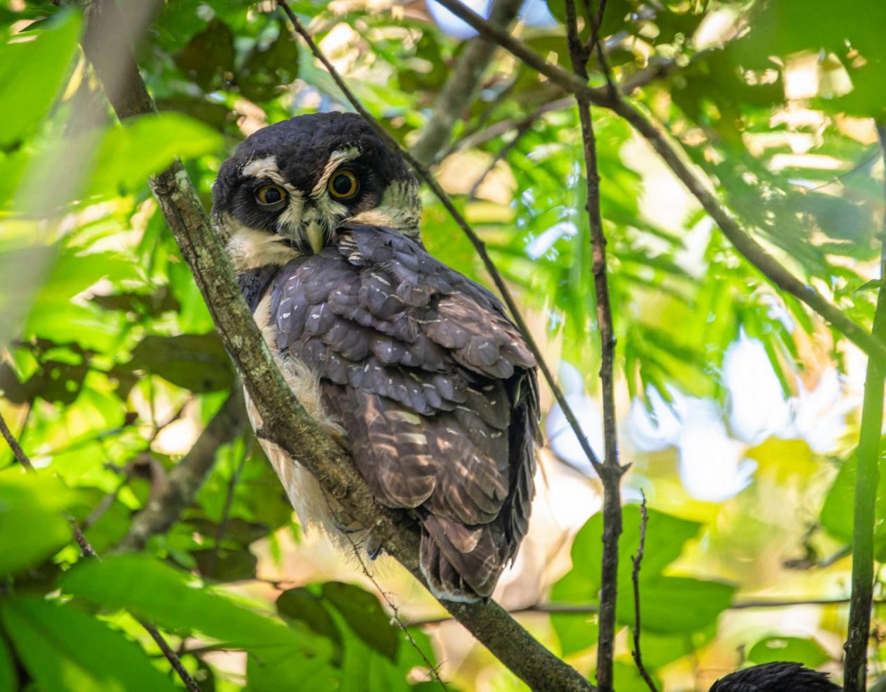 Birding Costa Rica, Costa Rica Nature, Central America, Bird watching Costa Rica, Neotropical Birds, Naturalist Journeys, Wildlife Tour, Wildlife Photography, Ecotourism, Specialty Birds, Birding Hotspot