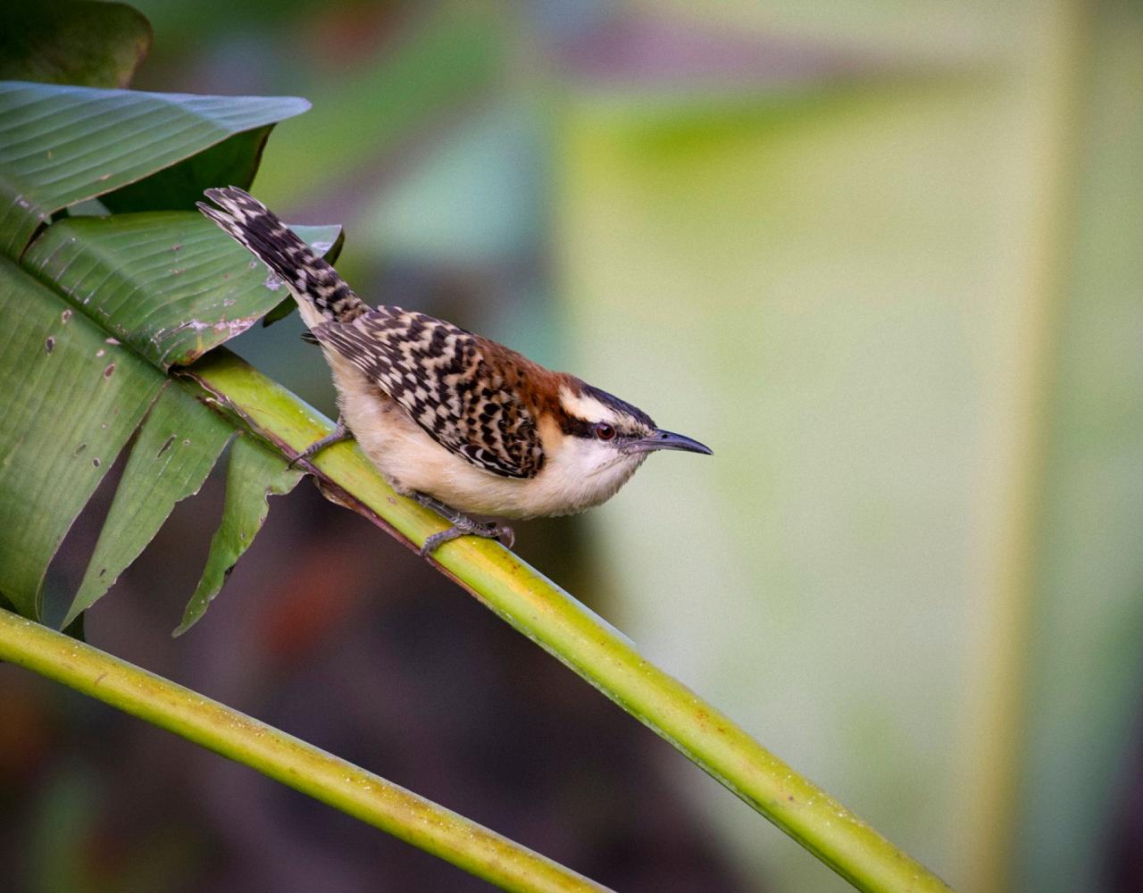 Birding Costa Rica, Costa Rica Nature, Central America, Bird watching Costa Rica, Neotropical Birds, Naturalist Journeys, Wildlife Tour, Wildlife Photography, Ecotourism, Specialty Birds, Birding Hotspot