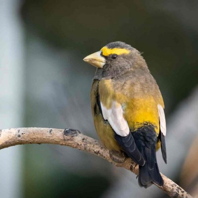 Evening Grosbeak