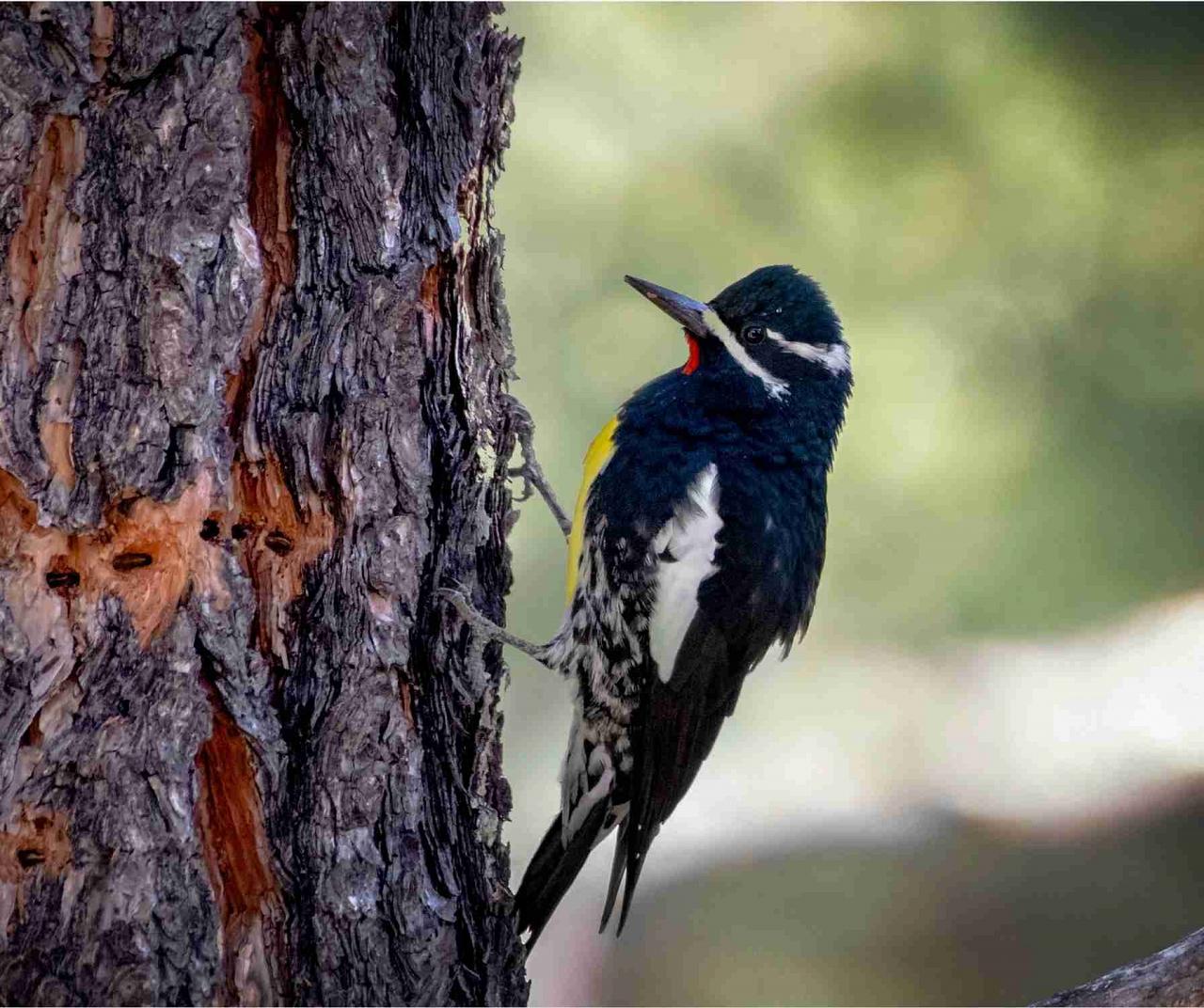 New Mexico, New Mexico Wildlife, Wildlife Tour, Photography, Birdwatching, Santa Fe, Albuquerque, Taos, Bosque del Apache, Pueblos, Culture & Crafts