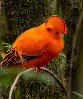 Birding Guyana, Bird Watching Guyana, Birding South America, Naturalist Journeys, Wildlife Tour, Wildlife Photography, Ecotourism, Specialty Birds, Endemic Birds, Birding Hotspot