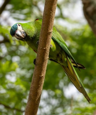 Birding Guyana, Bird Watching Guyana, Birding South America, Naturalist Journeys, Wildlife Tour, Wildlife Photography, Ecotourism, Specialty Birds, Endemic Birds, Birding Hotspot