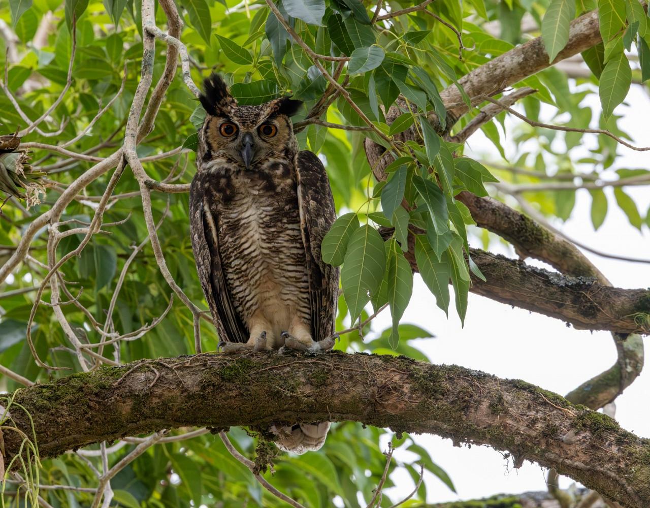 Birding Guyana, Bird Watching Guyana, Birding South America, Naturalist Journeys, Wildlife Tour, Wildlife Photography, Ecotourism, Specialty Birds, Endemic Birds, Birding Hotspot