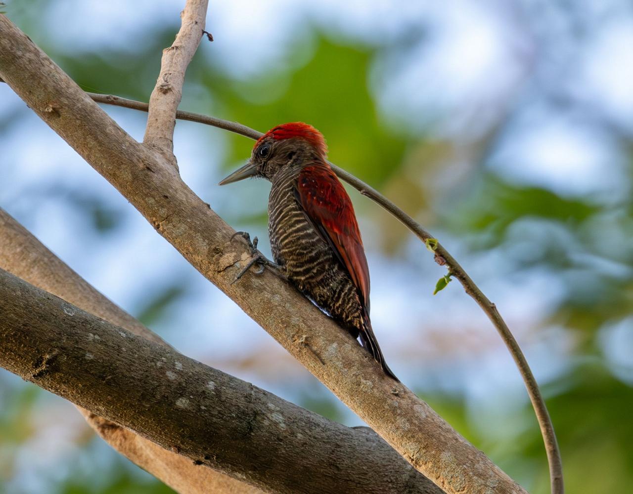 Birding Guyana, Bird Watching Guyana, Birding South America, Naturalist Journeys, Wildlife Tour, Wildlife Photography, Ecotourism, Specialty Birds, Endemic Birds, Birding Hotspot