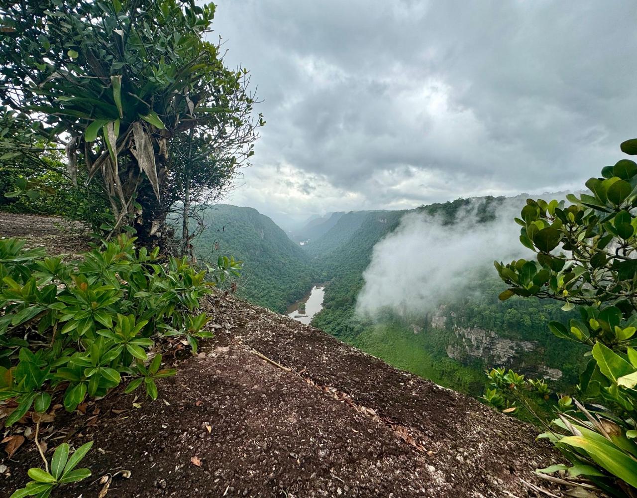 Birding Guyana, Bird Watching Guyana, Birding South America, Naturalist Journeys, Wildlife Tour, Wildlife Photography, Ecotourism, Specialty Birds, Endemic Birds, Birding Hotspot