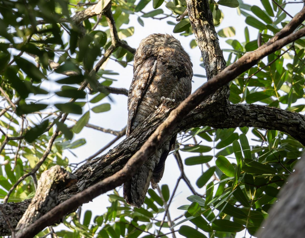 Birding Guyana, Bird Watching Guyana, Birding South America, Naturalist Journeys, Wildlife Tour, Wildlife Photography, Ecotourism, Specialty Birds, Endemic Birds, Birding Hotspot