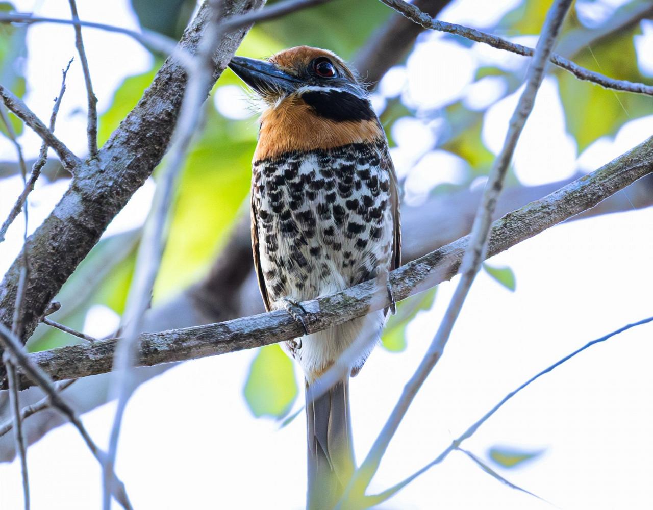 Birding Guyana, Bird Watching Guyana, Birding South America, Naturalist Journeys, Wildlife Tour, Wildlife Photography, Ecotourism, Specialty Birds, Endemic Birds, Birding Hotspot