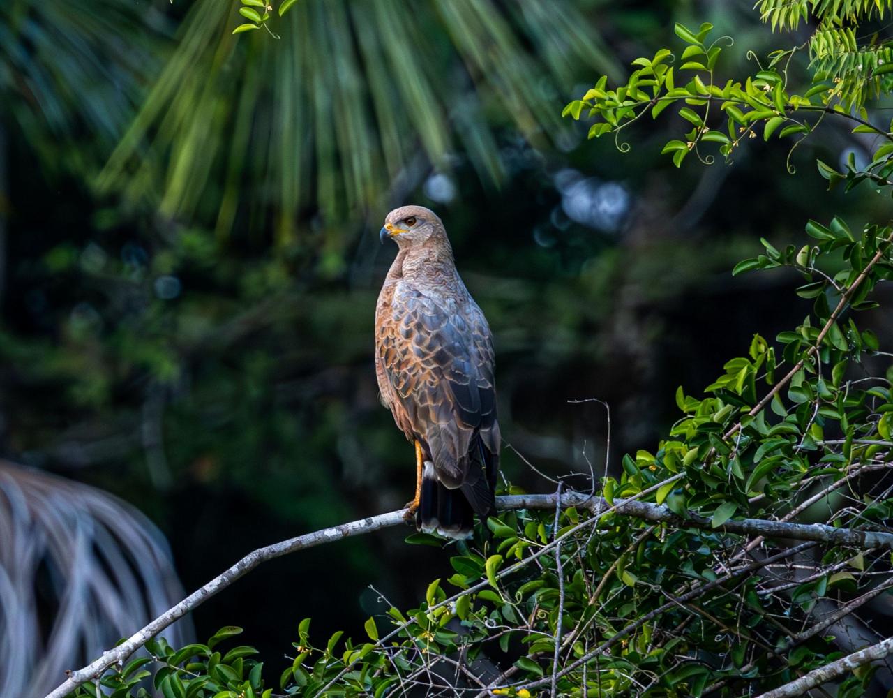 Birding Guyana, Bird Watching Guyana, Birding South America, Naturalist Journeys, Wildlife Tour, Wildlife Photography, Ecotourism, Specialty Birds, Endemic Birds, Birding Hotspot