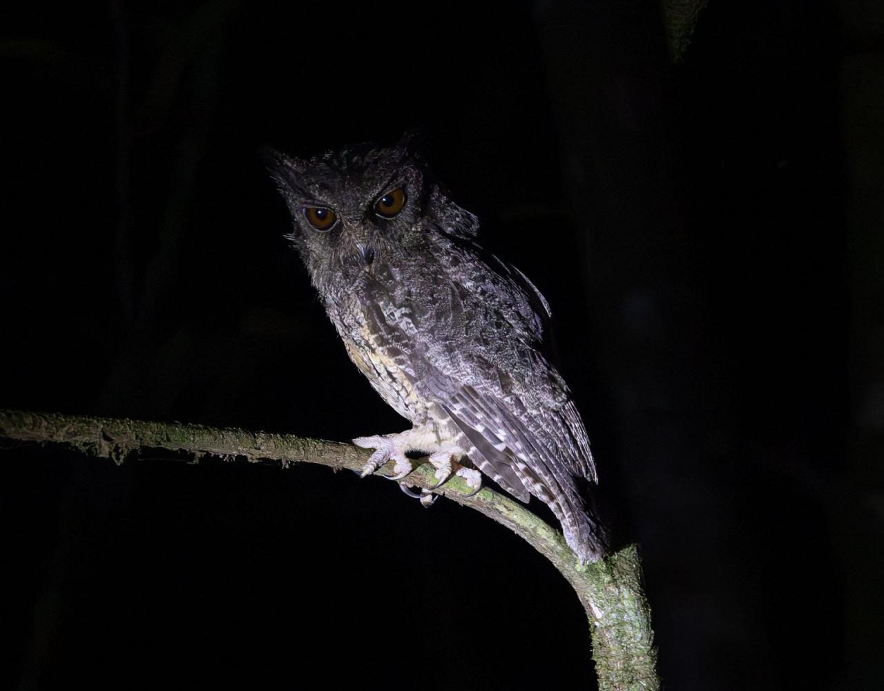 Birding Guyana, Bird Watching Guyana, Birding South America, Naturalist Journeys, Wildlife Tour, Wildlife Photography, Ecotourism, Specialty Birds, Endemic Birds, Birding Hotspot