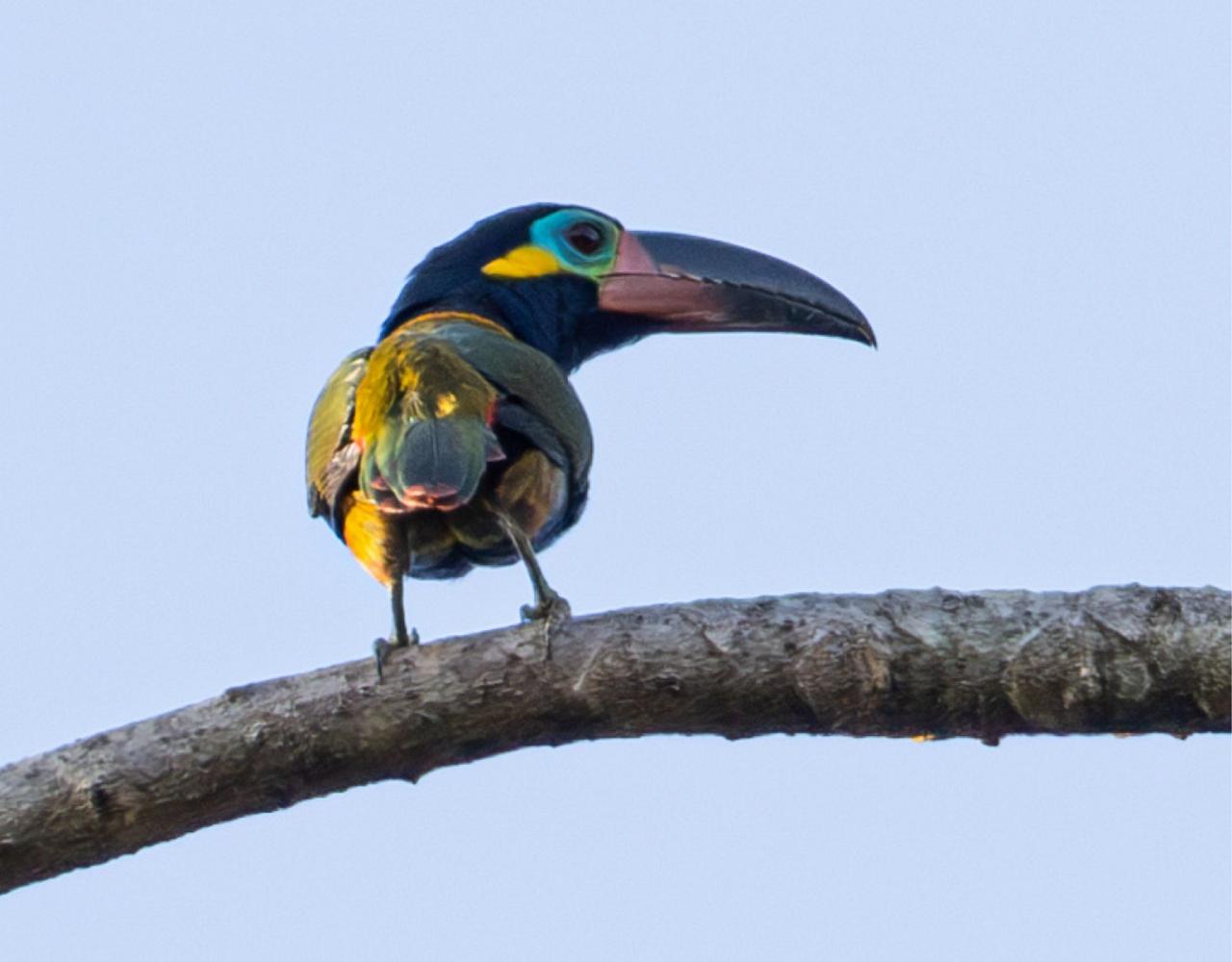 Birding Guyana, Bird Watching Guyana, Birding South America, Naturalist Journeys, Wildlife Tour, Wildlife Photography, Ecotourism, Specialty Birds, Endemic Birds, Birding Hotspot