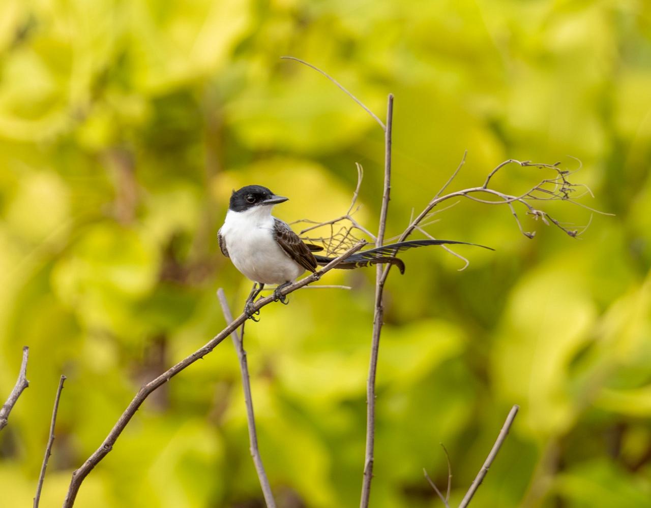 Birding Guyana, Bird Watching Guyana, Birding South America, Naturalist Journeys, Wildlife Tour, Wildlife Photography, Ecotourism, Specialty Birds, Endemic Birds, Birding Hotspot