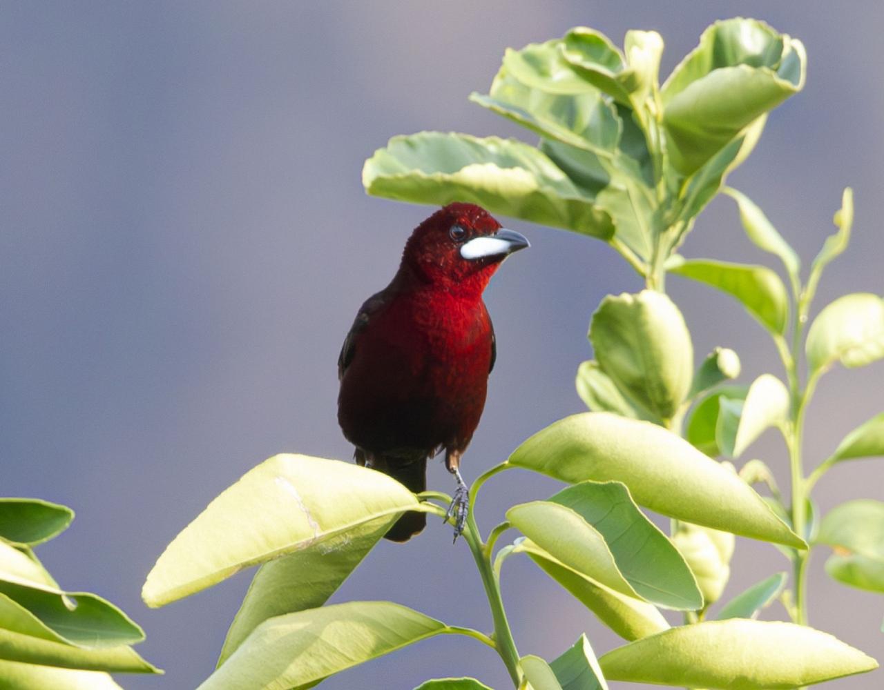 Birding Guyana, Bird Watching Guyana, Birding South America, Naturalist Journeys, Wildlife Tour, Wildlife Photography, Ecotourism, Specialty Birds, Endemic Birds, Birding Hotspot