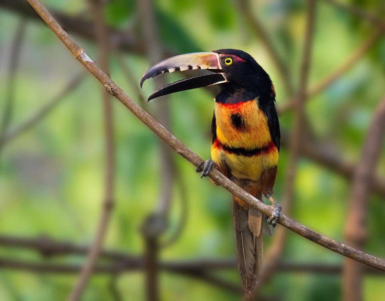 Birding Panama, Bird watching Western Panama, Panama Nature Tour, Tranquilo Bay, Naturalist Journeys, Wildlife Tour, Wildlife Photography, Ecotourism, Specialty Birds, Birding Hotspot