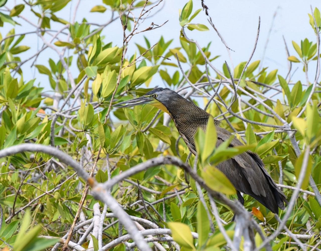 Birding Panama, Bird watching Western Panama, Panama Nature Tour, Tranquilo Bay, Naturalist Journeys, Wildlife Tour, Wildlife Photography, Ecotourism, Specialty Birds, Birding Hotspot