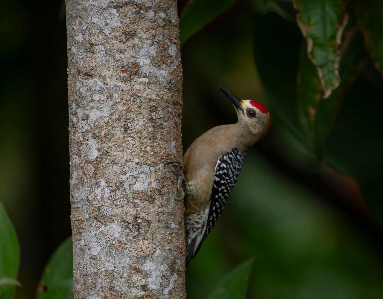 Birding Costa Rica, Costa Rica Nature, Central America, Bird watching Costa Rica, Neotropical Birds, Naturalist Journeys, Wildlife Tour, Wildlife Photography, Ecotourism, Specialty Birds, Birding Hotspot