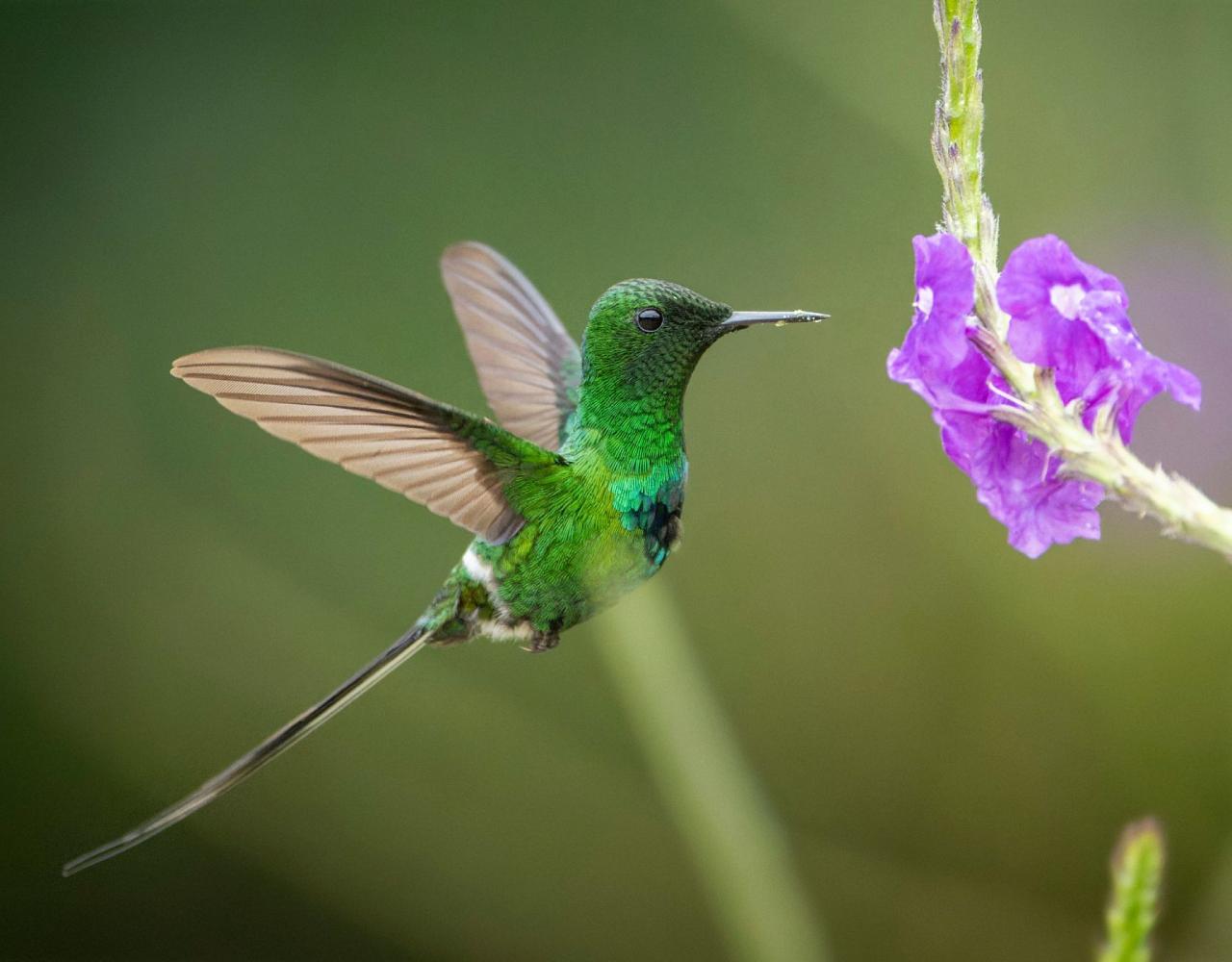 Birding Costa Rica, Costa Rica Nature, Central America, Bird watching Costa Rica, Neotropical Birds, Naturalist Journeys, Wildlife Tour, Wildlife Photography, Ecotourism, Specialty Birds, Birding Hotspot