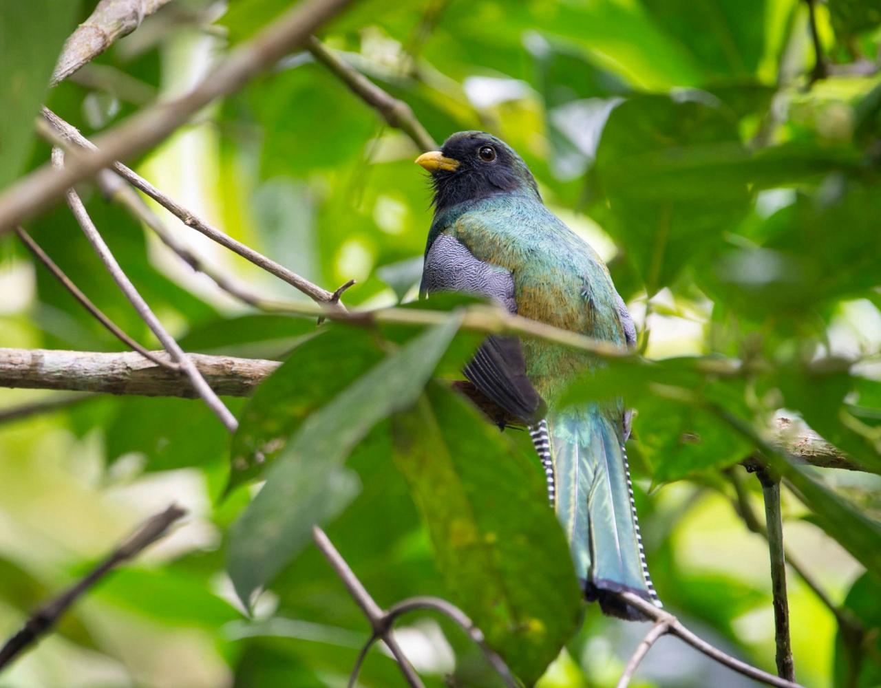 Birding Costa Rica, Costa Rica Nature, Central America, Bird watching Costa Rica, Neotropical Birds, Naturalist Journeys, Wildlife Tour, Wildlife Photography, Ecotourism, Specialty Birds, Birding Hotspot