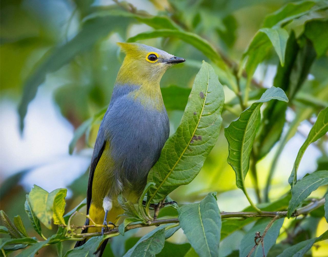 Birding Costa Rica, Costa Rica Nature, Central America, Bird watching Costa Rica, Neotropical Birds, Naturalist Journeys, Wildlife Tour, Wildlife Photography, Ecotourism, Specialty Birds, Birding Hotspot