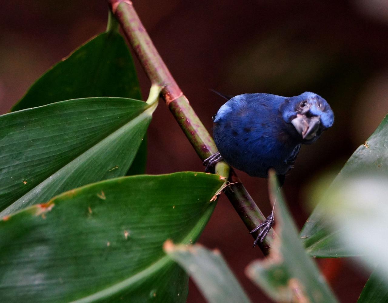 Birding Colombia, Bird watching South America, Nature Tour, Naturalist Journeys, Wildlife Tour, Wildlife Photography, Ecotourism, Specialty Birds, Birding Hotspot, Endemic Birds