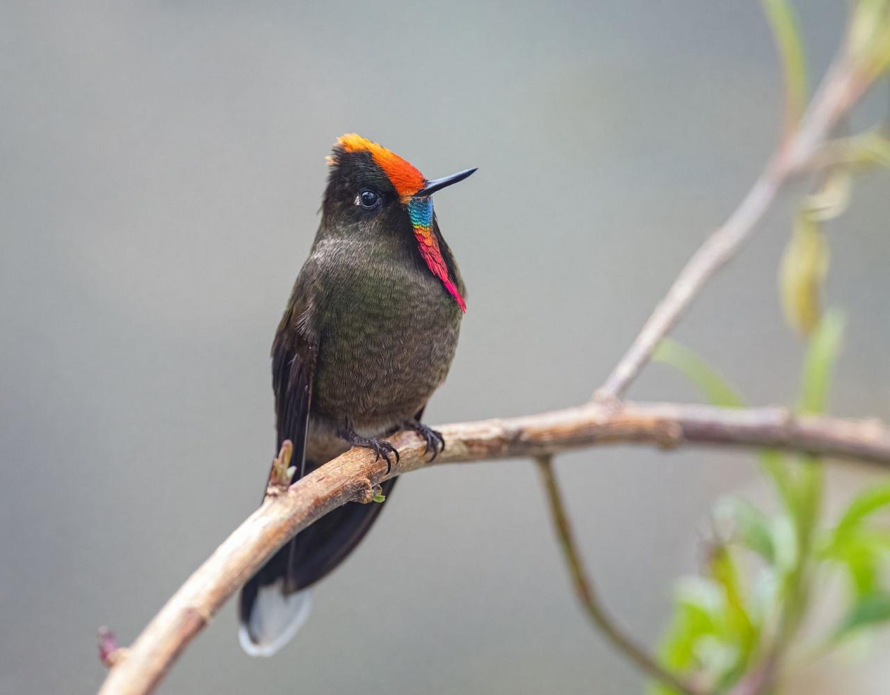 Birding Colombia, Bird watching South America, Nature Tour, Naturalist Journeys, Wildlife Tour, Wildlife Photography, Ecotourism, Specialty Birds, Birding Hotspot, Endemic Birds