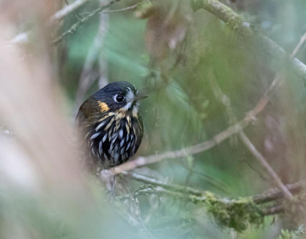 Birding Colombia, Bird watching South America, Nature Tour, Naturalist Journeys, Wildlife Tour, Wildlife Photography, Ecotourism, Specialty Birds, Birding Hotspot, Endemic Birds