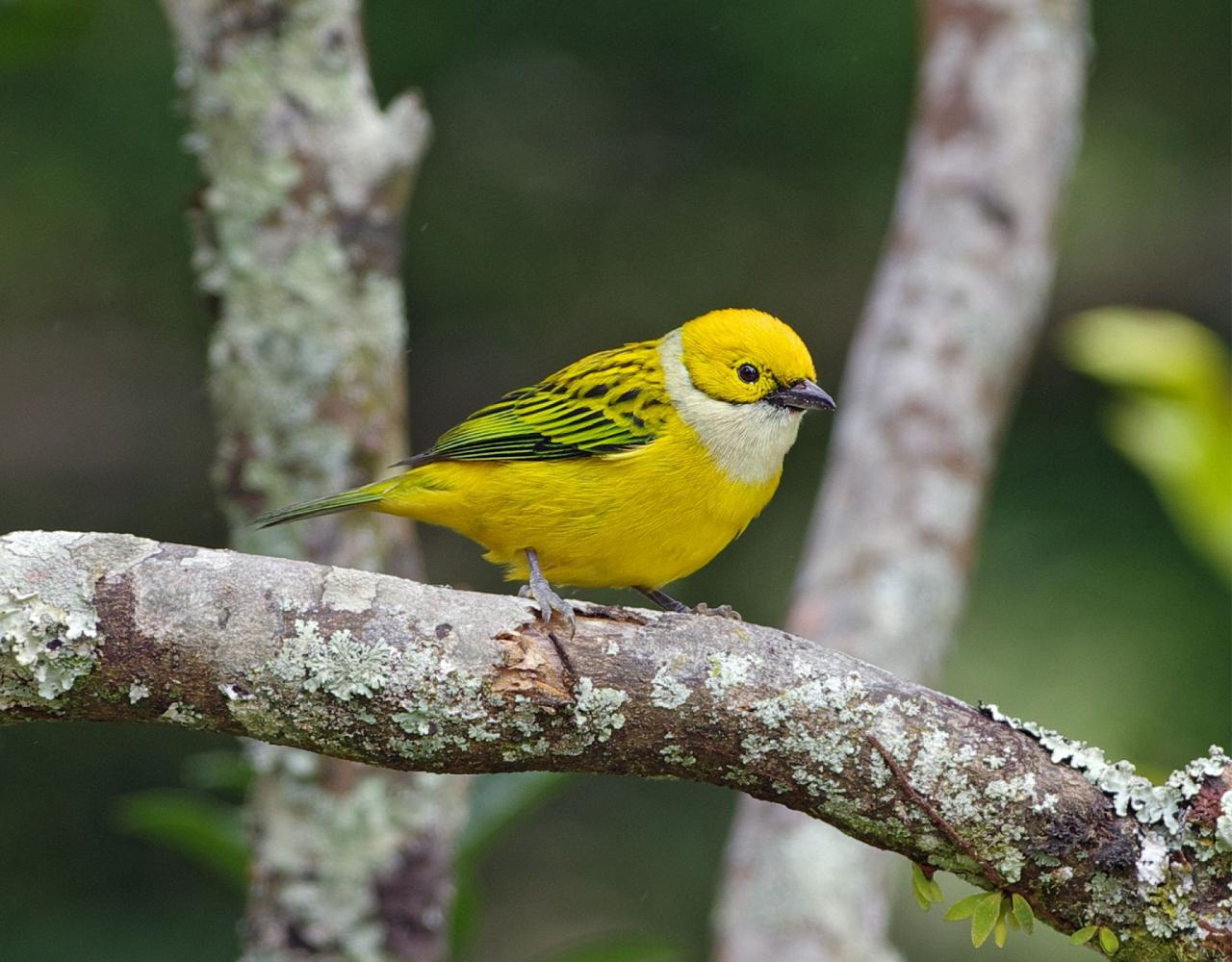 Birding Colombia, Bird watching South America, Nature Tour, Naturalist Journeys, Wildlife Tour, Wildlife Photography, Ecotourism, Specialty Birds, Birding Hotspot, Endemic Birds