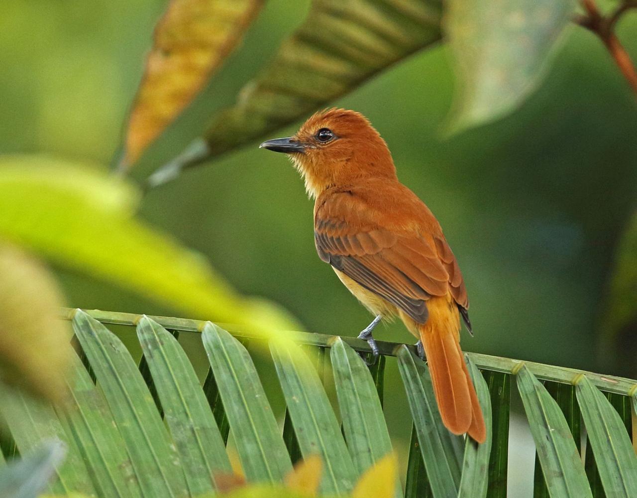 Birding Colombia, Bird watching South America, Nature Tour, Naturalist Journeys, Wildlife Tour, Wildlife Photography, Ecotourism, Specialty Birds, Birding Hotspot, Endemic Birds