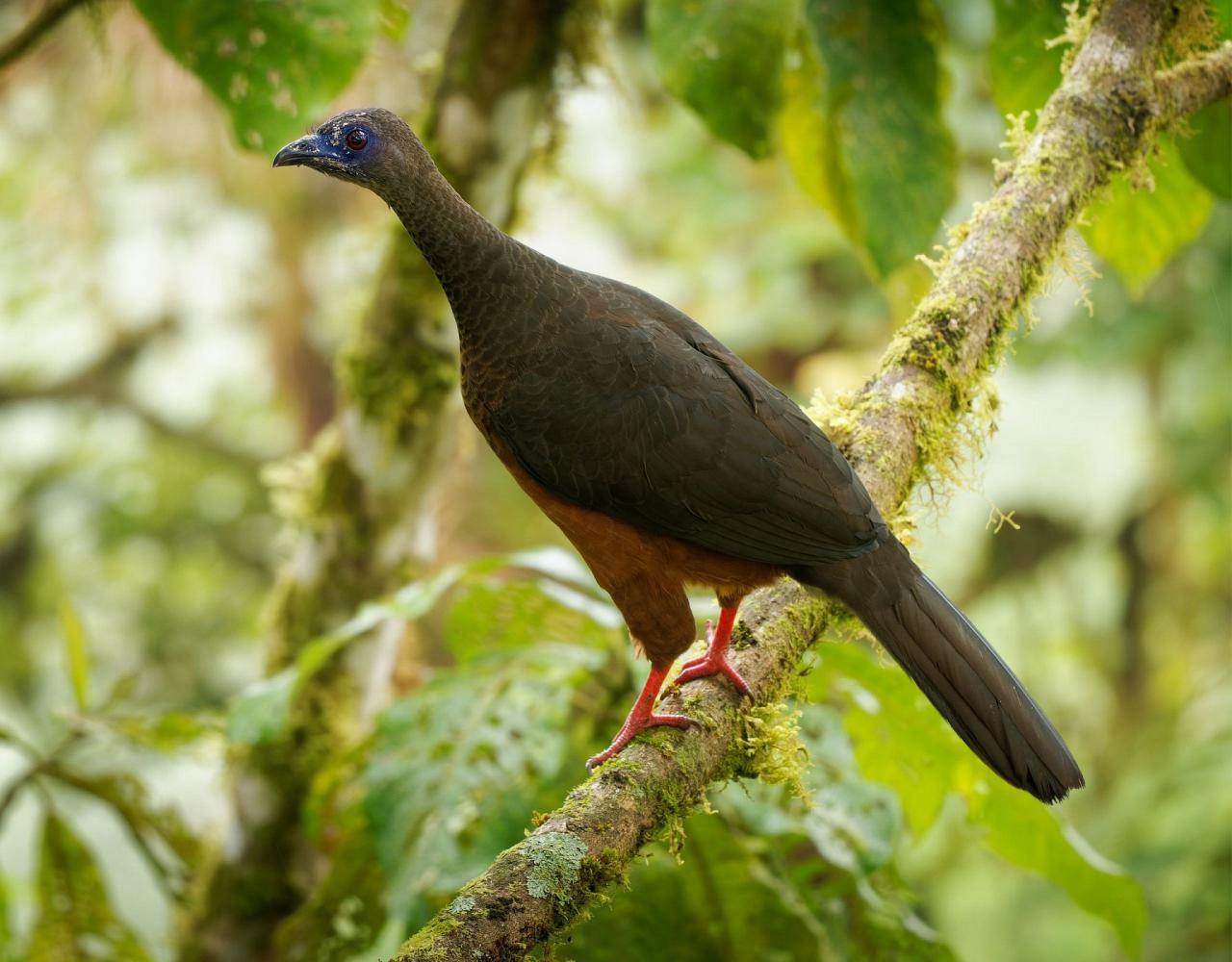 Birding Colombia, Bird watching South America, Nature Tour, Naturalist Journeys, Wildlife Tour, Wildlife Photography, Ecotourism, Specialty Birds, Birding Hotspot, Endemic Birds