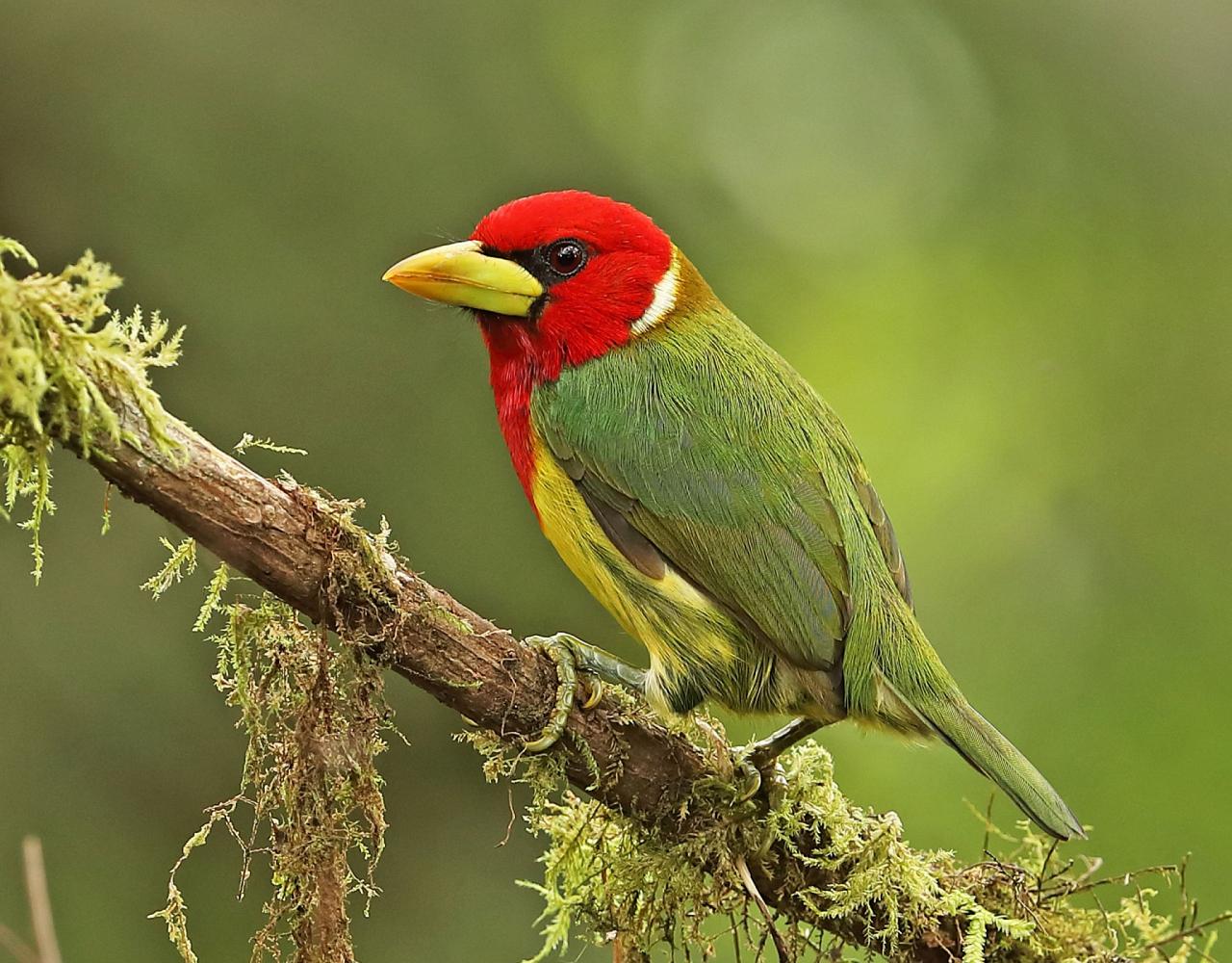 Birding Colombia, Bird watching South America, Nature Tour, Naturalist Journeys, Wildlife Tour, Wildlife Photography, Ecotourism, Specialty Birds, Birding Hotspot, Endemic Birds