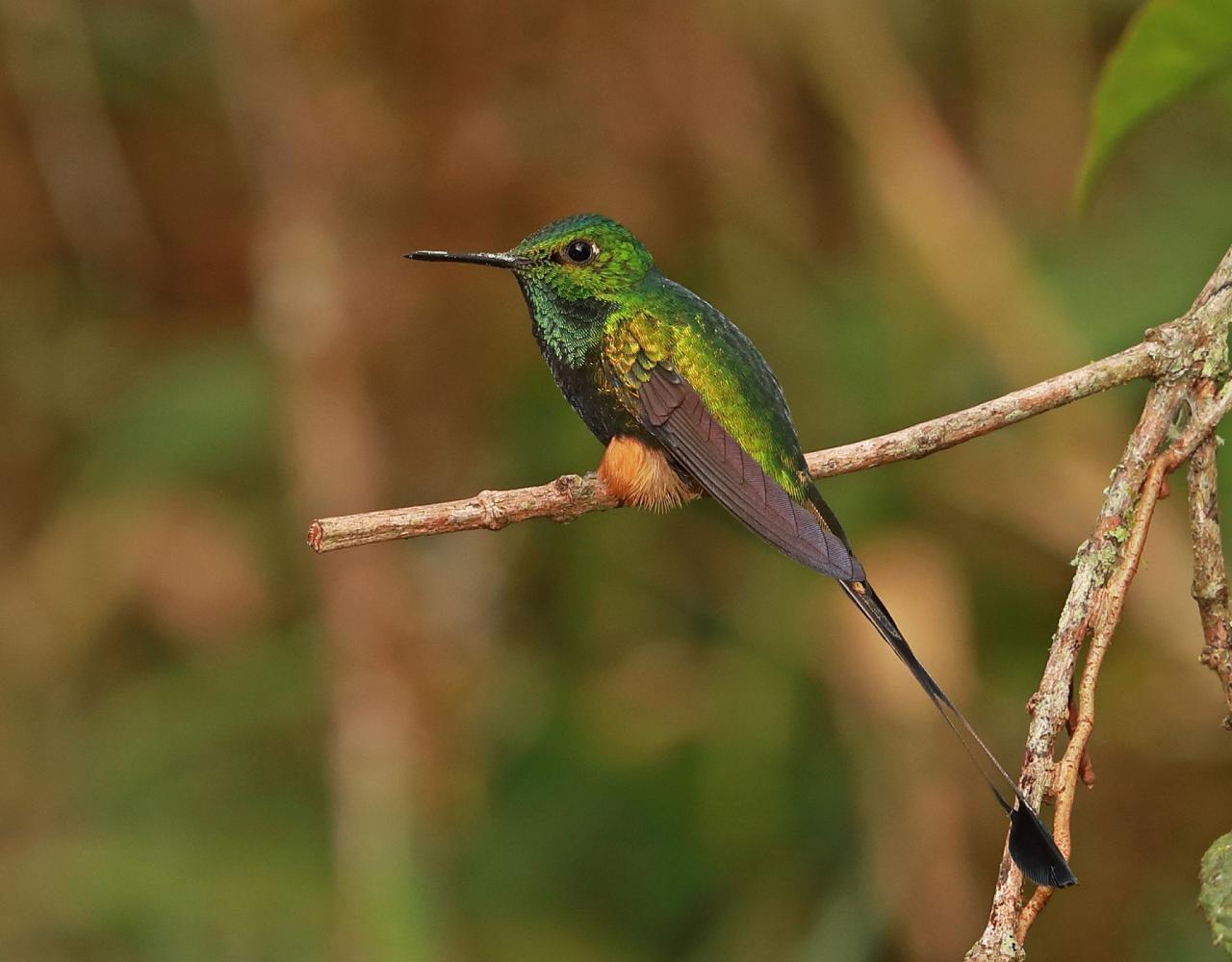 Birding Colombia, Bird watching South America, Nature Tour, Naturalist Journeys, Wildlife Tour, Wildlife Photography, Ecotourism, Specialty Birds, Birding Hotspot, Endemic Birds