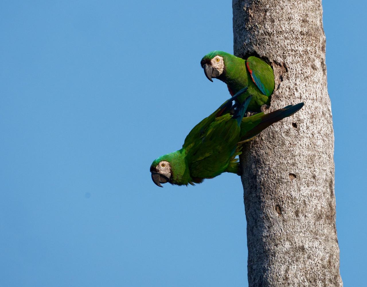 Birding Colombia, Bird watching South America, Nature Tour, Naturalist Journeys, Wildlife Tour, Wildlife Photography, Ecotourism, Specialty Birds, Birding Hotspot, Endemic Birds