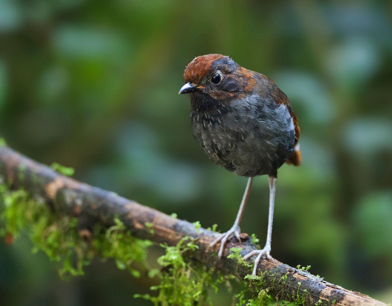 Birding Colombia, Bird watching South America, Nature Tour, Naturalist Journeys, Wildlife Tour, Wildlife Photography, Ecotourism, Specialty Birds, Birding Hotspot, Endemic Birds