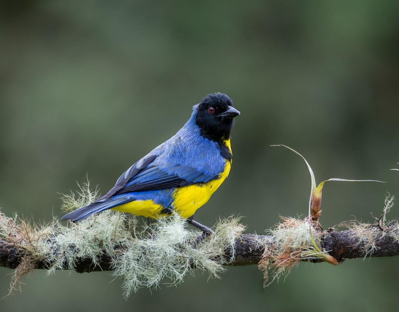 Birding Colombia, Bird watching South America, Nature Tour, Naturalist Journeys, Wildlife Tour, Wildlife Photography, Ecotourism, Specialty Birds, Birding Hotspot, Endemic Birds