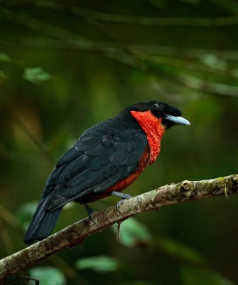 Birding Colombia, Bird watching South America, Nature Tour, Naturalist Journeys, Wildlife Tour, Wildlife Photography, Ecotourism, Specialty Birds, Birding Hotspot, Endemic Birds