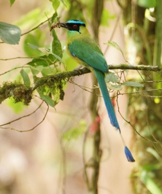 Birding Colombia, Bird watching South America, Nature Tour, Naturalist Journeys, Wildlife Tour, Wildlife Photography, Ecotourism, Specialty Birds, Birding Hotspot, Endemic Birds