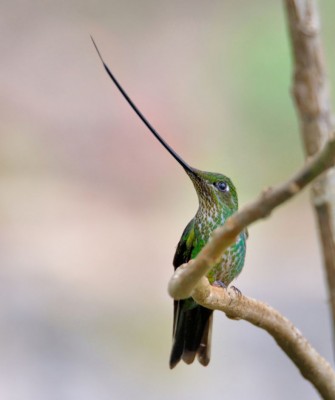 Birding Colombia, Bird watching South America, Nature Tour, Naturalist Journeys, Wildlife Tour, Wildlife Photography, Ecotourism, Specialty Birds, Birding Hotspot, Endemic Birds