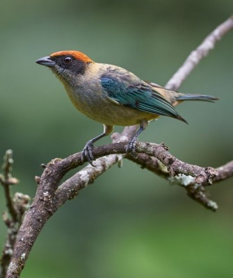 Birding Colombia, Bird watching South America, Nature Tour, Naturalist Journeys, Wildlife Tour, Wildlife Photography, Ecotourism, Specialty Birds, Birding Hotspot, Endemic Birds